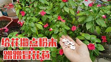 赶紧给花撒点粉末，驱虫除菌长得旺，蹭蹭冒花苞，猛开花