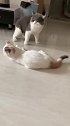 猫：爸我在保护你啊，你怎么打我！