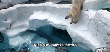 食物能激发动物的潜能，北极熊为了吃到，不光站起来还会鼓掌