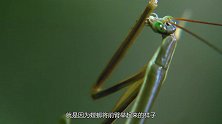为什么母螳螂要“吃夫”？并不是为了下一代，看完后长见识了！