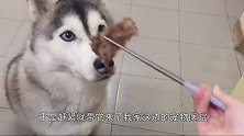 带哈士奇去宠物医院看病，二哈却死活要跟兽医小哥哥回家!