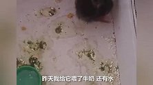 南京市民网购活珠子因天太热孵出鸡，买家：好好养