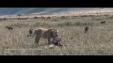 1头年轻雄狮怒怼28只鬣狗—什么才叫彪悍的狮生
