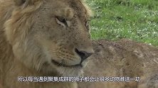 几头狮子趴在地上刨野猪洞，本想饱餐一顿，结果狮群被吓一大跳！