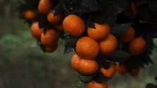 这个柑橘园，柑橘着色增甜用渔美荏，品质好受追捧！