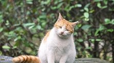 北大流浪猫因抓伤人被连贴12张告示：卖萌“骗吃” 摸就抓人！