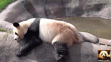 熊猫樱浜呈“大字型”趴在池边呼呼睡，慵懒姿态萌到极点