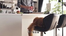 小鹿被猫咪欺负，狗子却当了替罪羊，被鹿妈妈按在地上摩擦