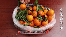 原来砂糖橘带着叶子售卖，背后是有“猫腻”的，多亏果农大叔告知