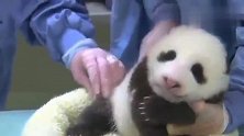 熊猫：别碰我，我不检查，我不要