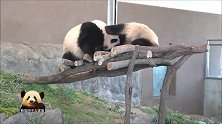 两只熊猫胖墩儿日常打闹好欢乐：来呀，互相伤害呀！