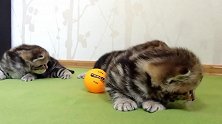 小猫咪真爱运动，正在玩一个乒乓球，可是没有球拍咋办呢