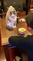 猫咪这铲屎官太坏了，自己吃好东西一口都不给我吃
