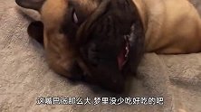 搞笑配音：把肉干放到熟睡的狗子鼻子边上，看到狗子的反应我笑了