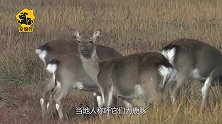 河马的远房亲戚，却被称为“鹿豚”，网友：指猪为鹿？