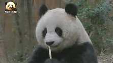 熊猫北川吃竹子，萌胖圆润的大脸依旧，美到让人看不够