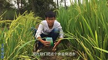小海把食盐倒入稻田的洞里，意外发现一个野货窝，这次直呼赚大了