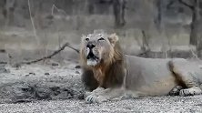 亚洲雄狮的怒吼—长相鬃毛方面跟非洲雄狮有较大差异