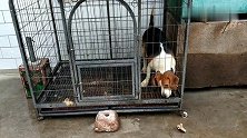 被关笼子里的狗，主人刚进门就上蹿下跳，主人就明白了。
