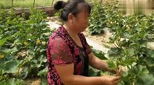 大棚瓜开花结果了！媳妇菜园砍白菜做美食，清爽凉口，大黑吃嗨了