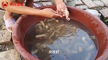 渔村老桑开饭了，“盐精”挺豪横，虾油辣酱熬鳎么尖，生吃皮皮虾