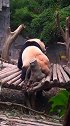 笑出声国宝熊猫是怎样挠痒痒的有一点过分性感了哦