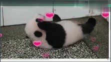 胖大海半天翻不过身起不来怎么没有奶妈来帮我