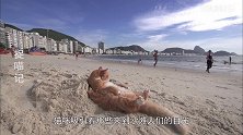 背靠沙丘抬着小腿，猫咪：舒服极了