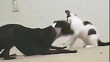 狗狗挑起猫咪，接下来猫咪的反应，主人笑喷了