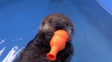 小海獭学游泳，不好好游，抱着个玩具躺在水面上玩