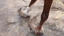 马儿被关禁闭5年，无人问津，马蹄已严重变形，让人心疼！