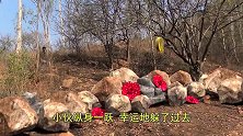 小伙误入“神庙逃亡”游戏中，下一秒便开始了无休止的奔跑！