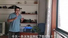 孔雀鱼跳缸变成鱼干你别扔，放进水里，镜头记录鱼干变活鱼全过程