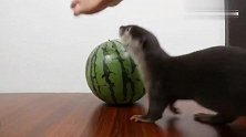 主人给小水獭一个大西瓜，小气的小水獭连拍都舍不得让主人拍