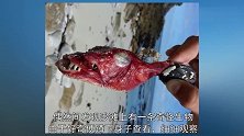 得知被烤过的鱼竟然还活着，小伙子吓到赶紧把它丢回海里