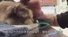 猫咪临终前和主人告别，猫咪的反应让主人崩溃大哭