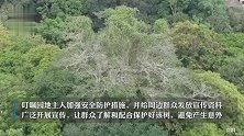 广东化州核查一棵珍稀树种“见血封喉”：剧毒，已挂牌防护
