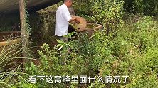 老乡蜜蜂被胡蜂打跑，小伙赶到找出窝大黑尾，一窝蜜蜂换黑尾值吗