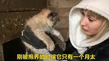 猞猁传奇：从一个月大记录一只猞猁的成长，看完后伤感了！