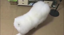 法国斗牛犬和萨摩耶哪个脾气更好呢