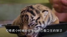 小老虎高高兴兴出门，却发现门外有好多狗狗，小老虎乖巧的蹲门口