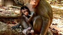 小猴子不想断奶，它与猴妈妈生气，希望猴妈妈继续给它奶