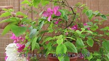 夏季养三角梅，4个“技法”教给你，满树开花绚丽多彩