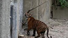 实拍老虎是养不熟的猫 动物园管理员险遭老虎袭击！