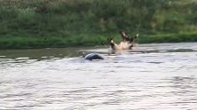 愤怒的河马，在大坝中捕捉到黑斑羚