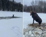 加拿大几名伐木工人从一个结冰的湖中救出一只落水的麋鹿