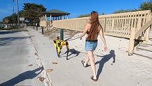 美国：佛罗里达州一女子在海滩上遛价值49万的机器狗