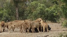 坎布拉狮群：集体捕猎野牛，象群来救也晚了