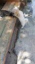 猫：狗哥，能不能别咬我耳朵啊！
