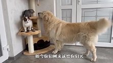 金毛怒拆猫窝，原因让人哭笑不得，太搞笑了哈哈